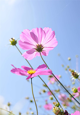 花朵玄關(guān)圖