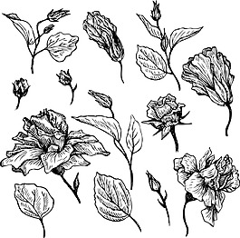 手繪植物插畫