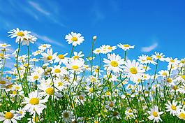 太陽花花卉背景墻