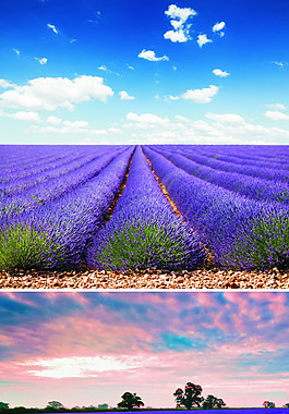 薰衣草風(fēng)景圖片素材2