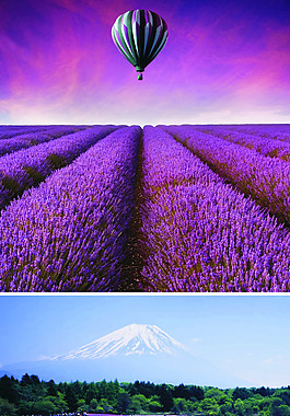 薰衣草風(fēng)景圖片素材3