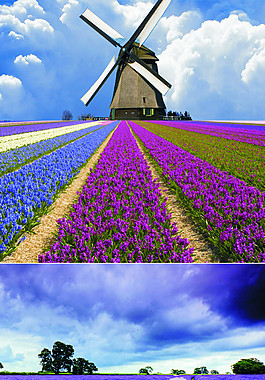 薰衣草風(fēng)景圖片素材5