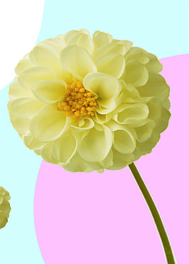花朵裝飾畫