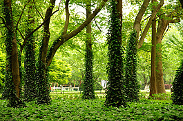 森林樹(shù)木背景墻