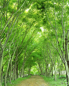 綠色樹林裝飾畫