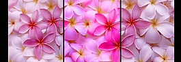花朵裝飾畫