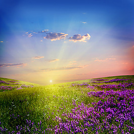 現(xiàn)實(shí)花海裝飾畫
