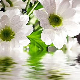 真實(shí)花瓣裝飾畫