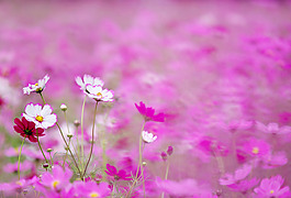 花海裝飾背景墻
