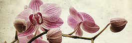 花朵裝飾畫