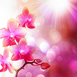 花瓣裝飾背景墻