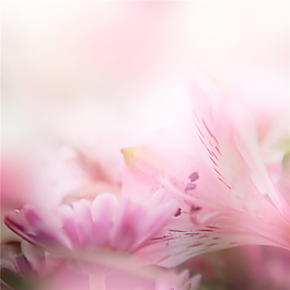 夢(mèng)幻淡粉色吊頂圖案