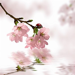 桃花倒影裝飾畫