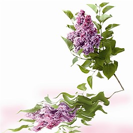 花枝倒影裝飾畫