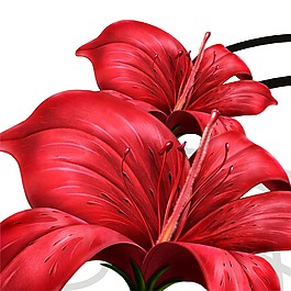 紅色花朵裝飾畫