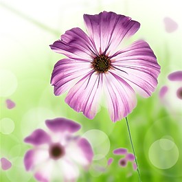 花朵裝飾畫