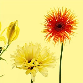 花朵圖片裝飾畫(huà)
