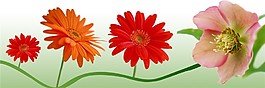 花朵圖片裝飾畫(huà)