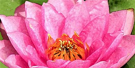 花朵裝飾畫