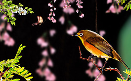 森林花鳥(niǎo)背景墻