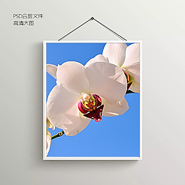 精美鮮花攝影無框裝飾畫