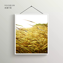 麥秋風(fēng)景無框裝飾畫