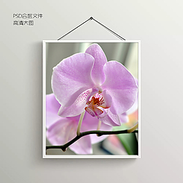 花朵无框装饰画