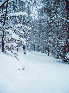 雪山森林1