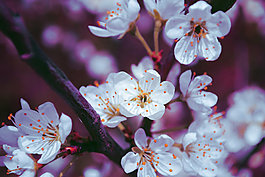 花6
