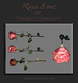 玫瑰的starsco