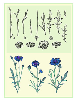 Cornflower