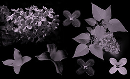 丁香花