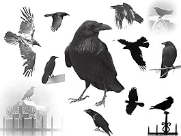的raven_s