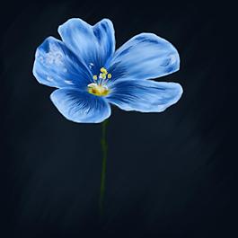 紫色的花