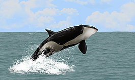 大海