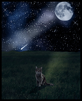 與星族