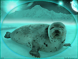 sealpup月亮