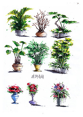家裝綠植效果圖