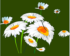 白色雛菊插畫