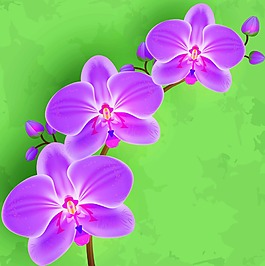 植物蘭花插畫