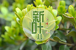 春天綠葉海報