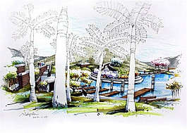 公園椰樹景觀