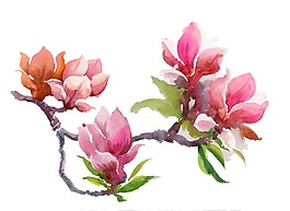 水彩玉兰花