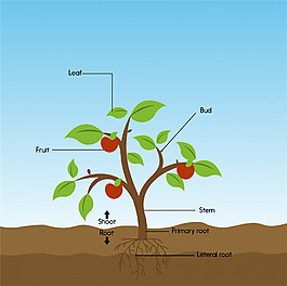 植物生長過程插畫