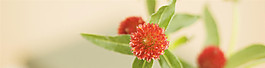 簡(jiǎn)約花朵banner