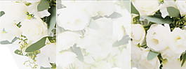 白色花朵唯美清新背景banner