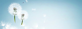 蒲公英banner背景