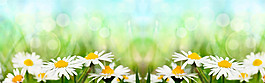 清新小雛菊banner背景