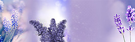 紫色薰衣草banner