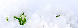 花朵背景banner設計